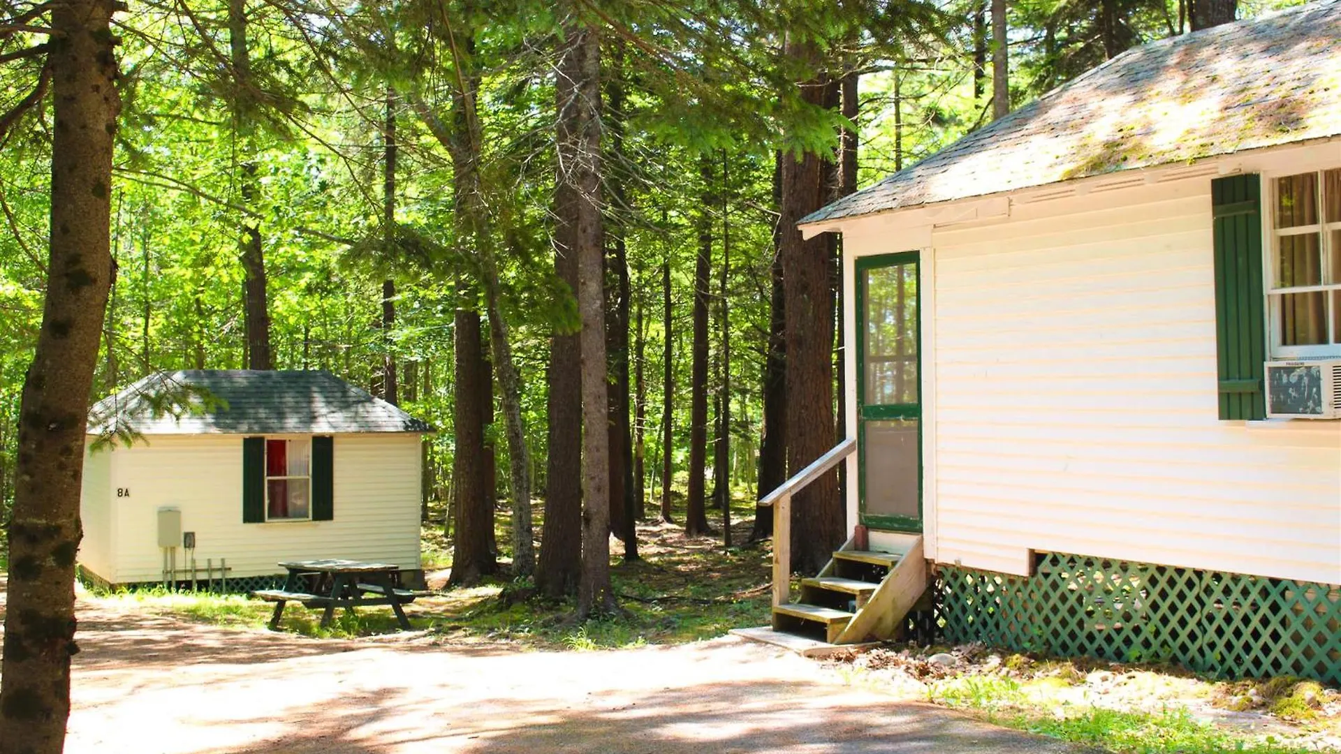 Hinckleys Dreamwood *