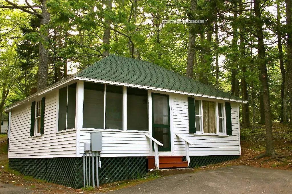 Hinckleys Dreamwood